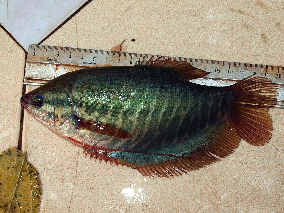 Hình ảnh Cá sặc rằn