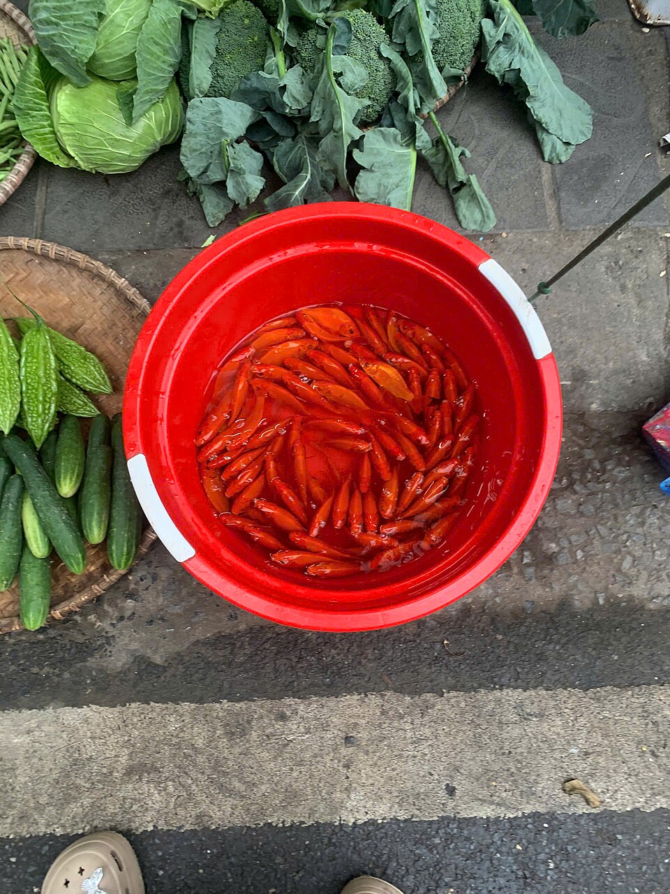 Hình ảnh CHEP Cá chép