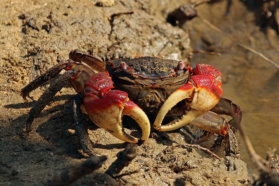 Hình ảnh Cua biển