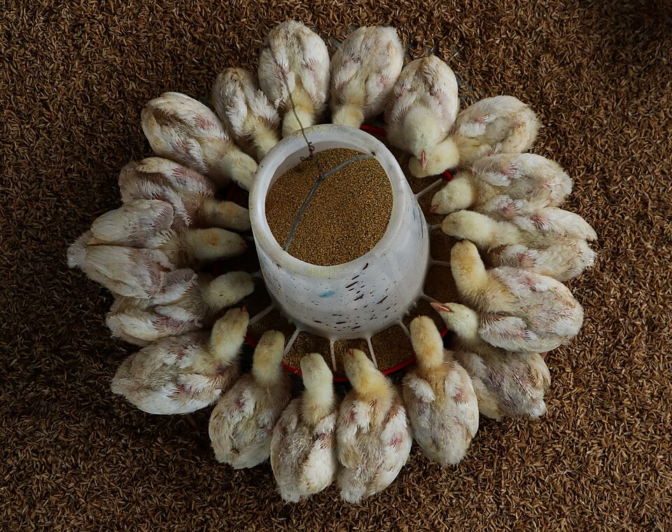 Hình ảnh Gà công nghiệp