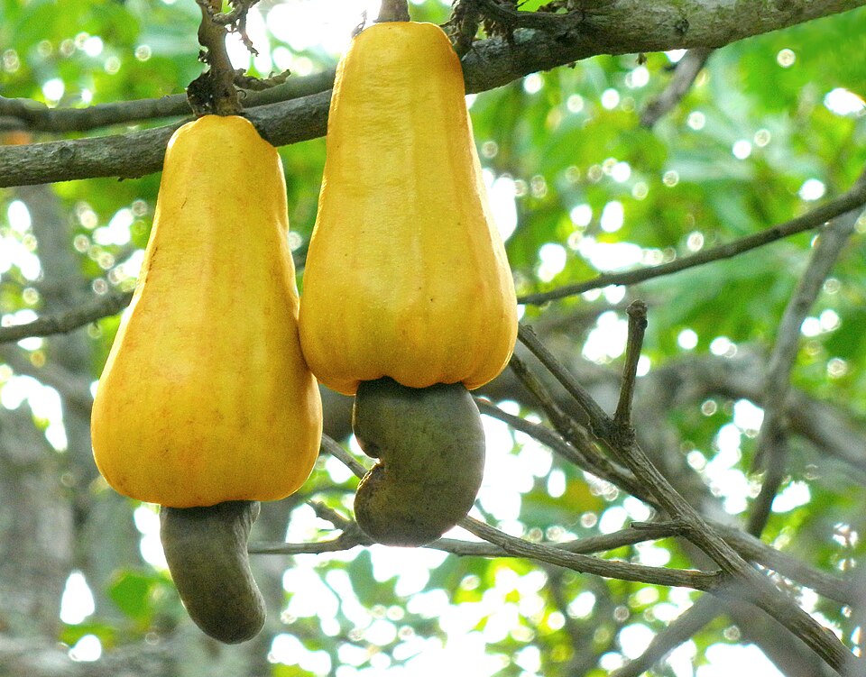 Hình ảnh Hạt điều