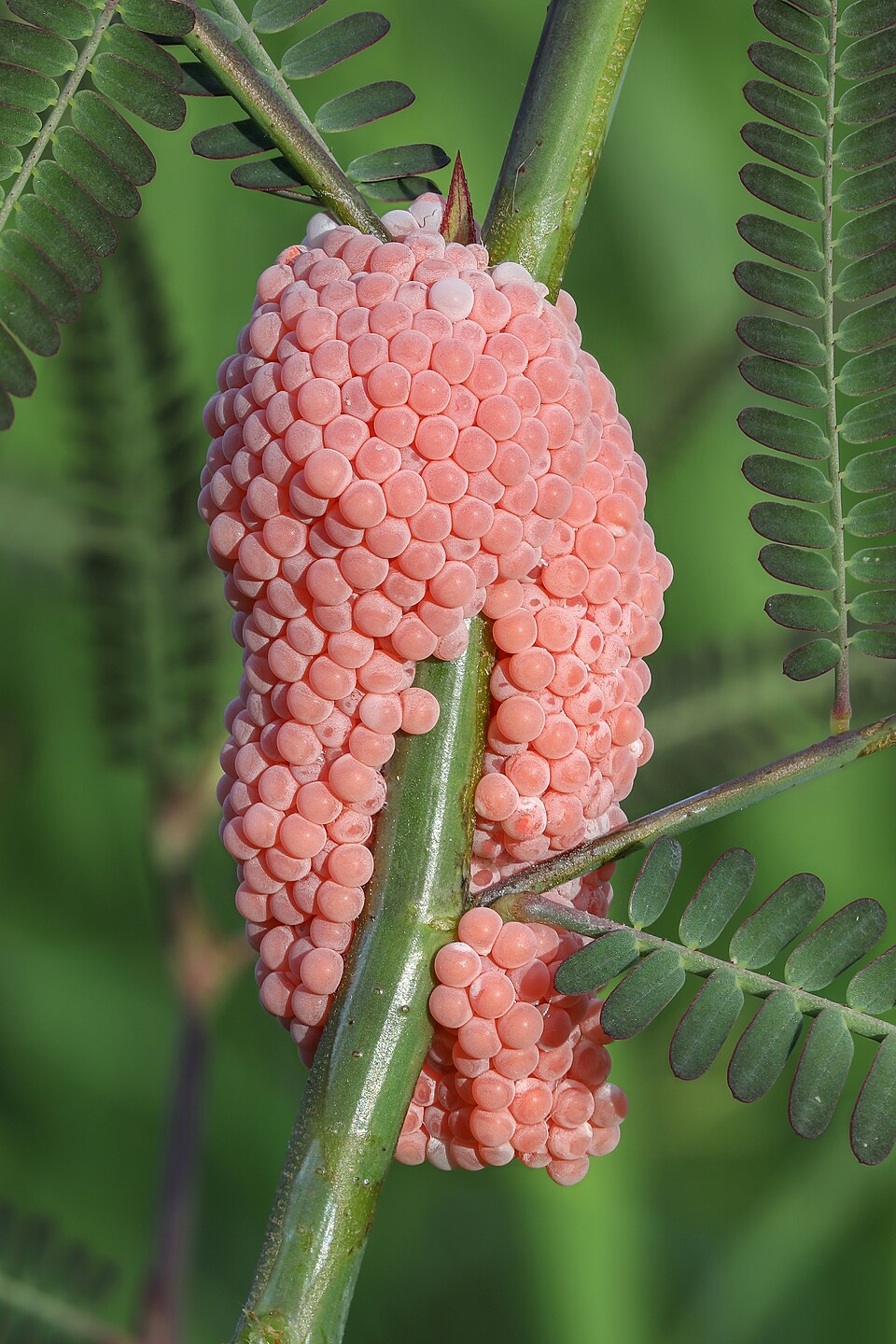 Hình ảnh Ốc bươu