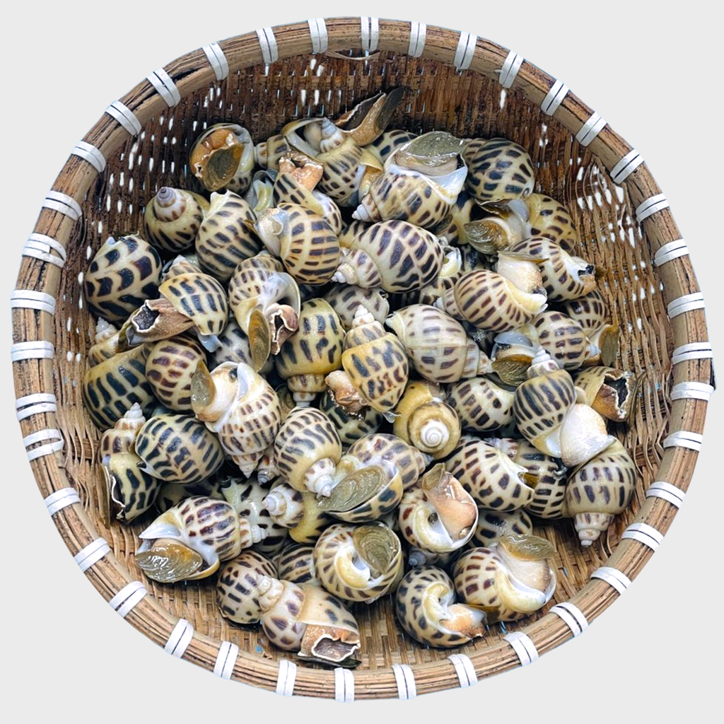 Hình ảnh Ốc hương