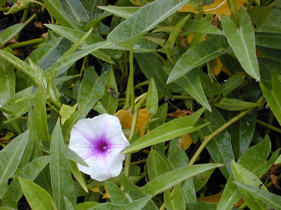 Hình ảnh Rau muống