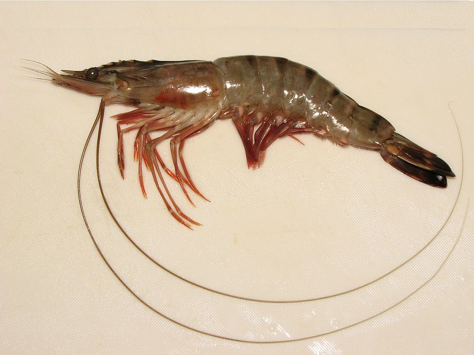 Hình ảnh Tôm sú